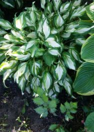 Хоста Кiwi Spearmint