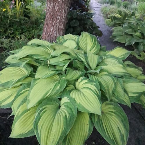 Хоста Honeybells