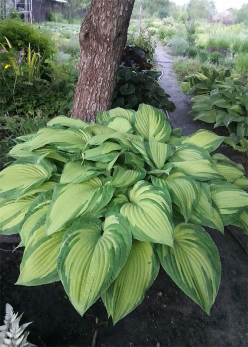 Хоста Honeybells