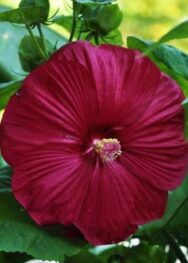 Вишневий оксамит