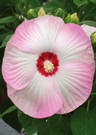 Гібіскус Disco Belle Pink