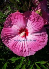 Гібіскус Tie Due