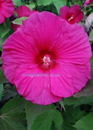 Гібіскус Малинова рапсодія