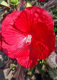 Гібіскус Нічне диво