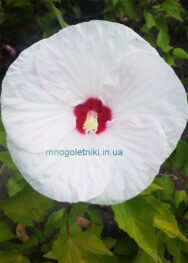 Гібіскус Сукня нареченої