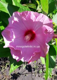 Гібіскус разовий перли