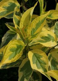 Дерен Гоучаулті