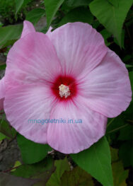 Літній шторм