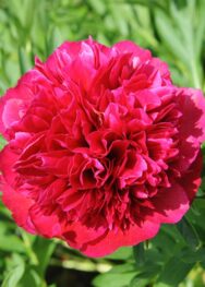 Півонія-Rubra-Plena