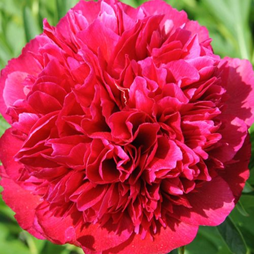 Півонія-Rubra-Plena