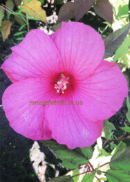 Рожевий місяць