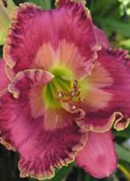 Лілійник Lone star border guard