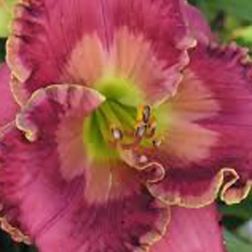 Лілійник Lone star border guard