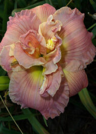 Лілійник Almond Puff