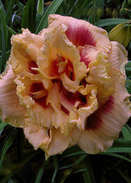 Hemerocallis Early Early Truffless