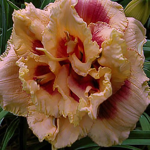 Hemerocallis Early Early Truffless