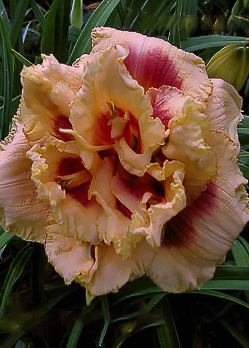 Hemerocallis Early Early Truffless