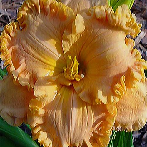 SPACECOAST EXTREME FASHION...