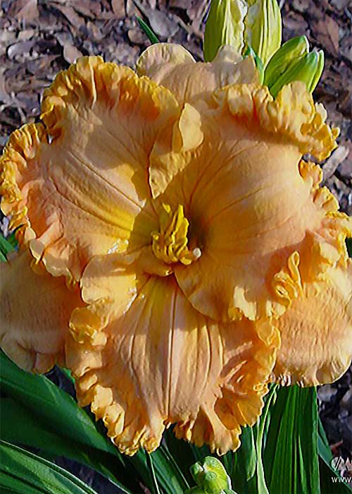 SPACECOAST EXTREME FASHION...