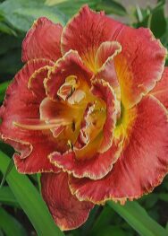 hemerocallis_susan pritchard petit