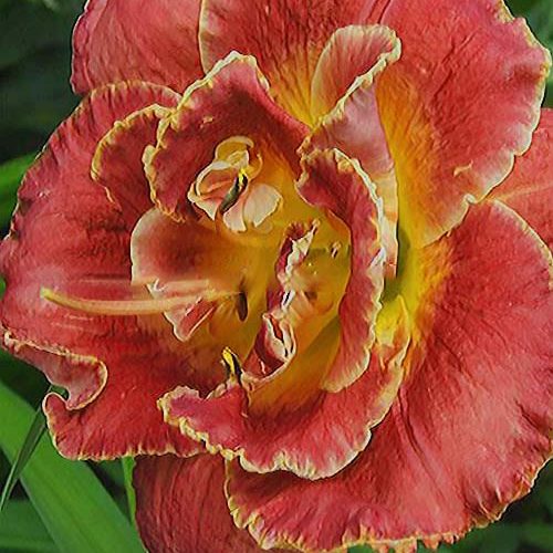 hemerocallis_susan pritchard petit