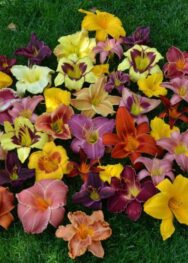 Суміш сортів