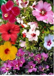 суміш сортів гібіскусу трав'янистого