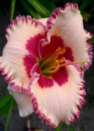 Лілійник Ageles Beauty. .