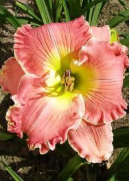 Лілійник America the Beautiful