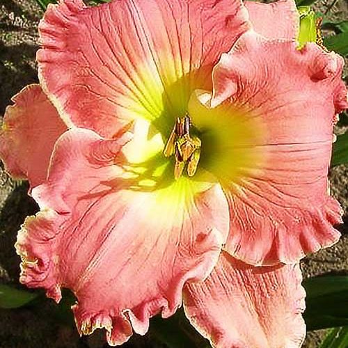 Лілійник America the Beautiful