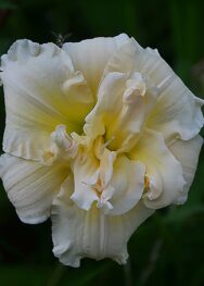 Лілійник Bowl of cream