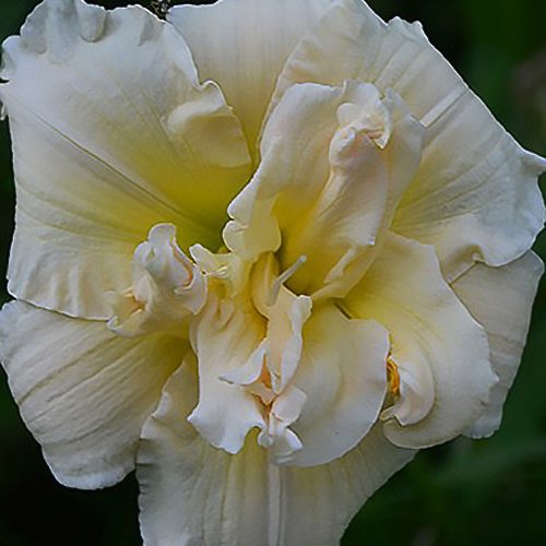 Лілійник Bowl of cream
