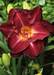 Лілійник Burgundy-Love