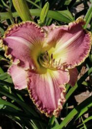 Лілійник Clothed in Glory