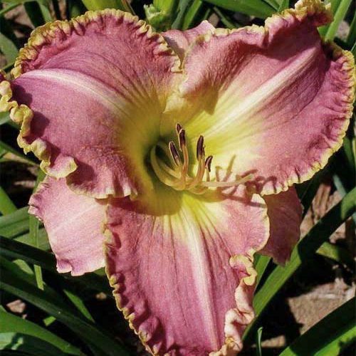 Лілійник Clothed in Glory