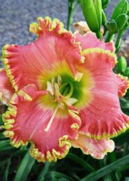 Лілійник Diva's Choise