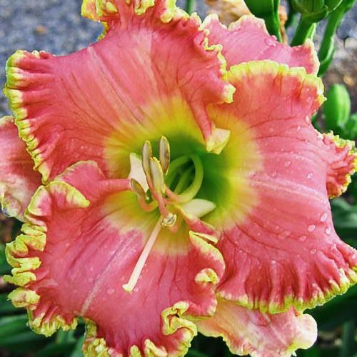 Лілійник Diva's Choise