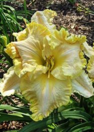 Лілійник Finder Keepers