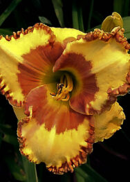 Лілійник Irresistible Charm