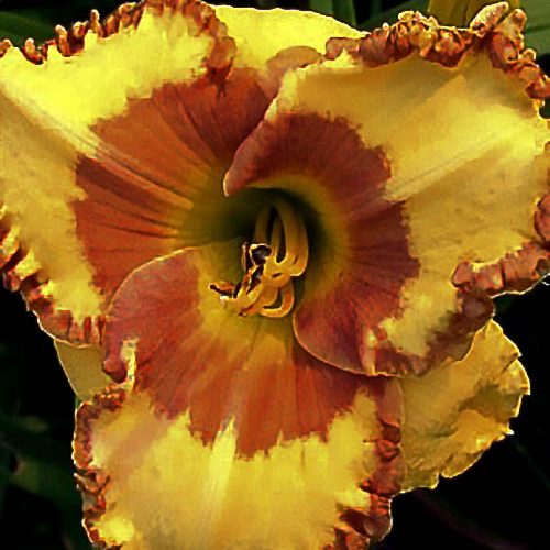 Лілійник Irresistible Charm