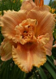 Лілійник Jerry Pate Williams