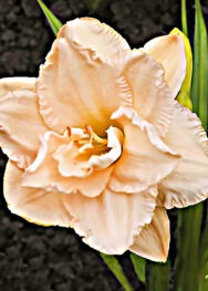 Лілійник Land of cotton.. ..