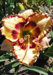 Лілійник Ledy Betty Fritz