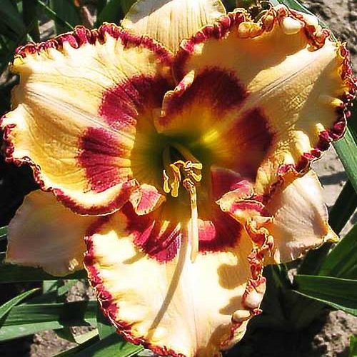 Лілійник Ledy Betty Fritz