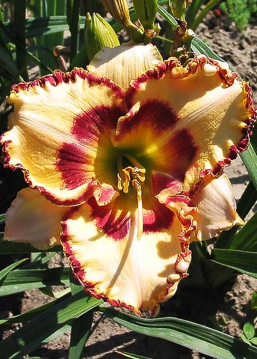 Лілійник Ledy Betty Fritz