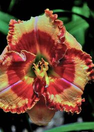 Лілійник Lies and Lipstick