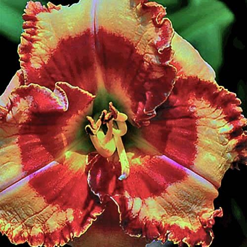 Лілійник Lies and Lipstick