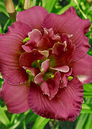 Лілійник Little show stopper..