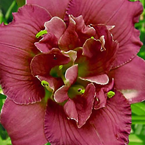 Лілійник Little show stopper..