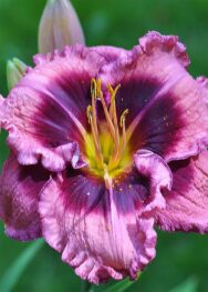 Лілійник Macbeth